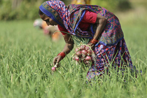 سرمایه‌گذاری ۴۰ میلیارد دلاری هند در کشاورزی برای تقویت اقتصاد